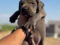 Dev cane corso yavrular 