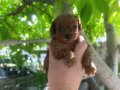 Irk ve sağlık garnatili DARK BROWN KORE POODLE BEBEKLER