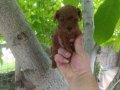 Irk ve sağlık garnatili DARK BROWN KORE POODLE BEBEKLER