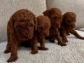 Irk ve sağlık garnatili DARK BROWN KORE POODLE BEBEKLER