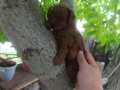 Irk ve sağlık garnatili DARK BROWN KORE POODLE BEBEKLER