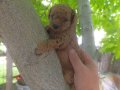 Irk ve sağlık garnatili DARK BROWN KORE POODLE BEBEKLER