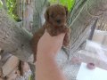 Irk ve sağlık garnatili DARK BROWN KORE POODLE BEBEKLER
