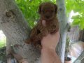 Irk ve sağlık garnatili DARK BROWN KORE POODLE BEBEKLER