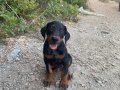 İrk ve sağlık garantili KİNG DOBERMAN YAVRULAR 