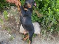 İrk ve sağlık garantili KİNG DOBERMAN YAVRULAR 