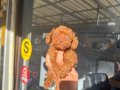 2 kilo garantili Dark Brown Kore poodle