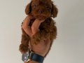 2 kilo garantili Dark Brown Kore poodle
