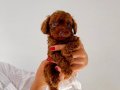 Kilo garantili DARK BROWN KORE POODLE BEBEKLER