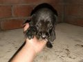 Üst kalite dev cane corso yavrular 