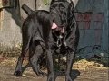 Üst kalite dev cane corso yavrular 