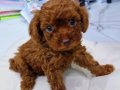 Dark Brown Kore Poodle bebekler