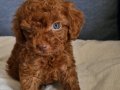 Dark Brown Kore Poodle bebekler