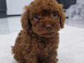 Dark Brown Kore Poodle bebekler