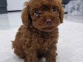 Dark Brown Kore Poodle bebekler