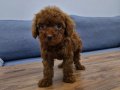 Dark Brown Kore Poodle bebekler