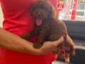 Dark Brown Kore Poodle bebekler