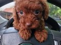 Dark Brown Kore Poodle bebekler