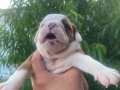 Üst kalite İNGİLİZ BULDOG YAVRULAR