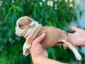 Üst kalite İNGİLİZ BULDOG YAVRULAR