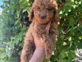 Teacup Kore toy Poodle bebekler 