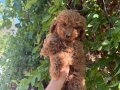 Teacup Kore toy Poodle bebekler 