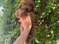 Teacup Kore toy Poodle bebekler 