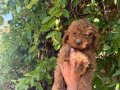 Teacup Kore toy Poodle bebekler 