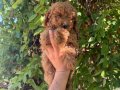 Teacup Kore toy Poodle bebekler 