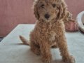 DEV POODLE YAVRULAR