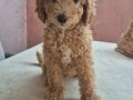 DEV POODLE YAVRULAR