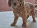 DEV POODLE YAVRULAR