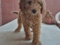 DEV POODLE YAVRULAR