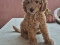 DEV POODLE YAVRULAR