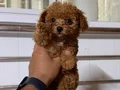 Teacup red Brown Kore toy Poodle bebekler 