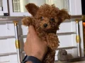Teacup red Brown Kore toy Poodle bebekler 