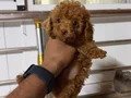 Teacup red Brown Kore toy Poodle bebekler 