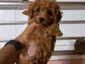 Teacup red Brown Kore toy Poodle bebekler 