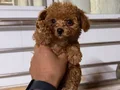 Teacup red Brown Kore toy Poodle bebekler 