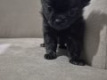 Teacup Şivava bebekler 
