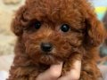 Teacup red Brown Kore toy Poodle bebekler 