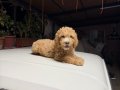 2 AYLIK YAVRU DEV POODLE
