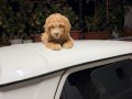2 AYLIK YAVRU DEV POODLE