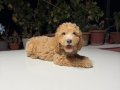 2 AYLIK YAVRU DEV POODLE