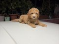 2 AYLIK YAVRU DEV POODLE