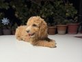 2 AYLIK YAVRU DEV POODLE