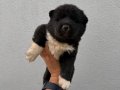 Amerikan Akita güzellikler 
