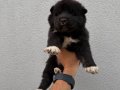 Amerikan Akita güzellikler 