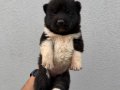 Amerikan Akita güzellikler 