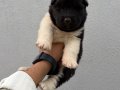 Amerikan Akita güzellikler 